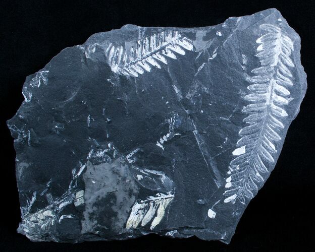 Fossil Seed Fern Plate - Pennsylvania #3646